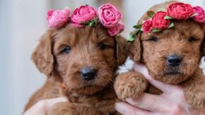 Top 5 Goldendoodle Breeders In Florida – Puppies For Sale