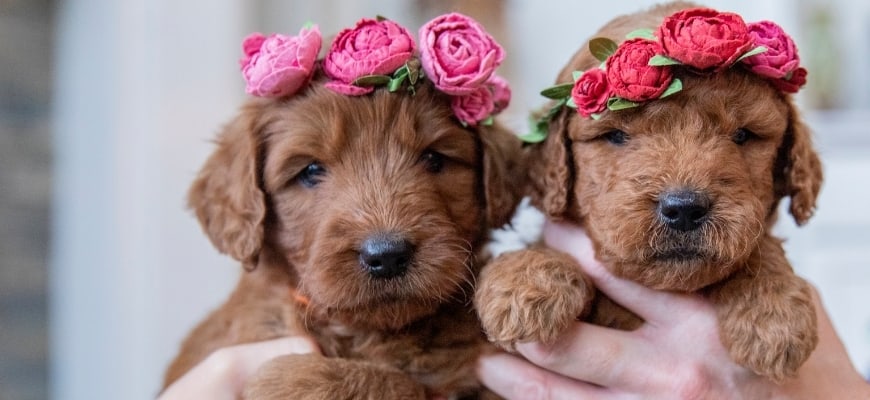 Two cute goldendoodle puppies wearing rose headbands