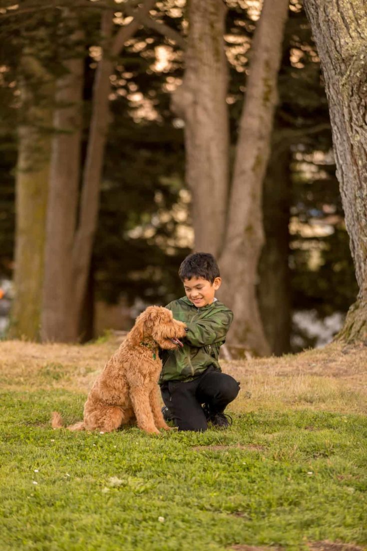 High quality stock photo of a boy training a Goldendoodle at park with treats and hand signals.