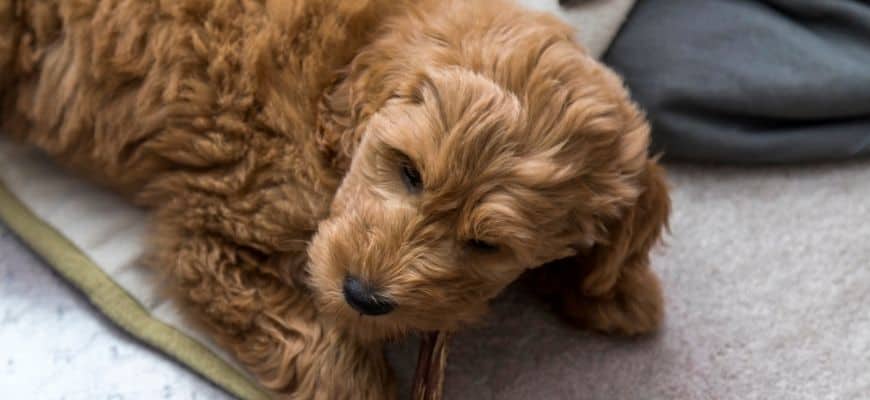 Do Goldendoodles Shed? Hypoallergenic Fact or Myth?