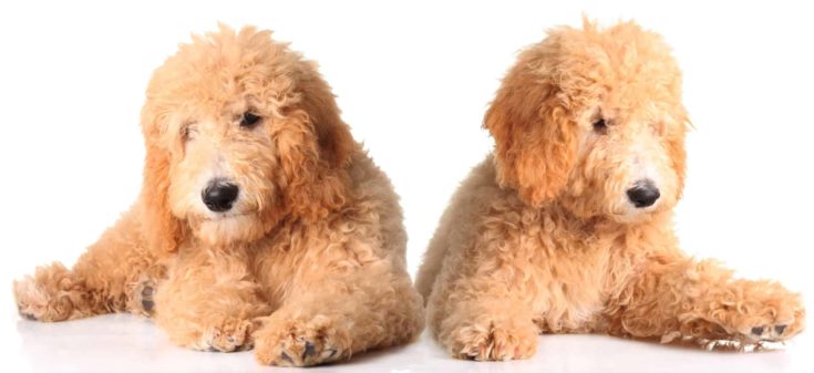 Two golden doodle puppies isolated on white.