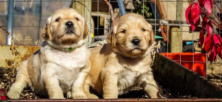 Two cute goldendoodle puppies