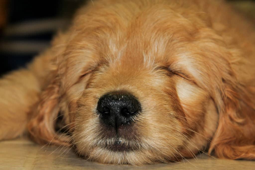 Sleeping Goldendoodle puppy