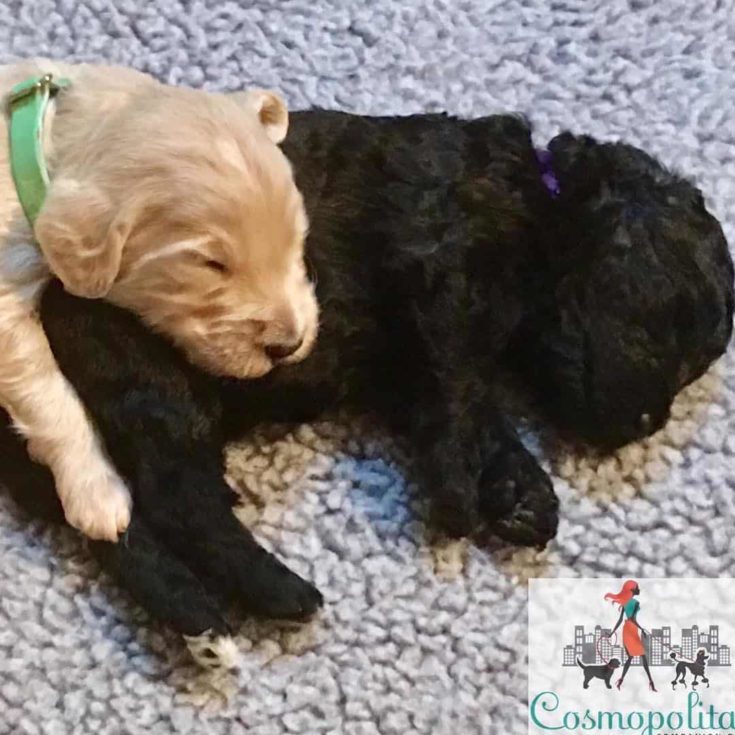 Sleeping cream and black doodle puppies.