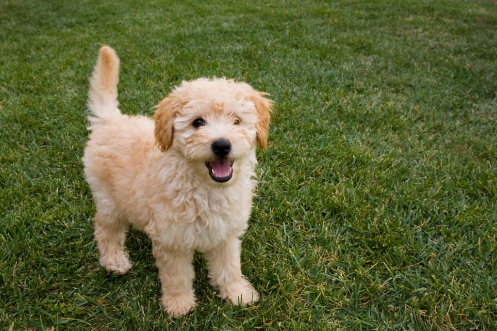 A cute little Goldendoodle puppy.