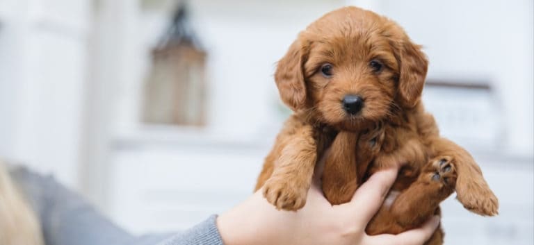 cute goldendoodle puppy holds by a woman's hand.