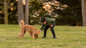 Goldendoodle Training – The Best Way To Train A Dog