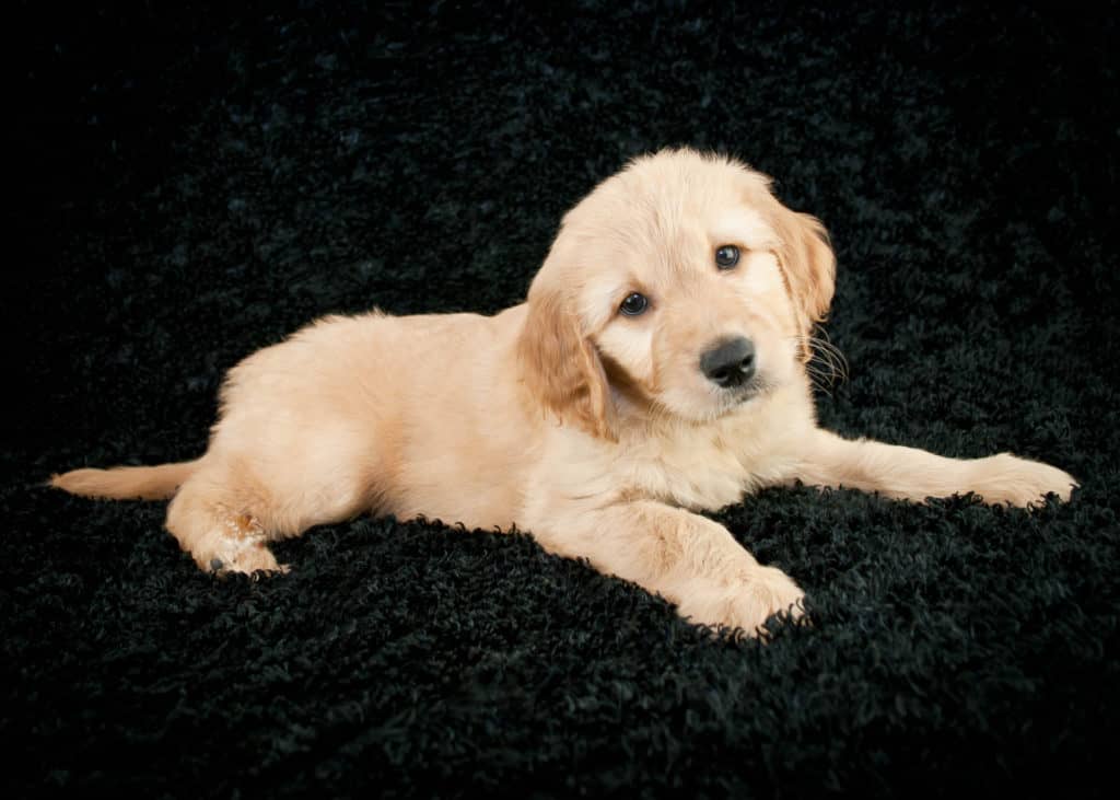 A cute little Goldendoodle puppy laying on a black background.