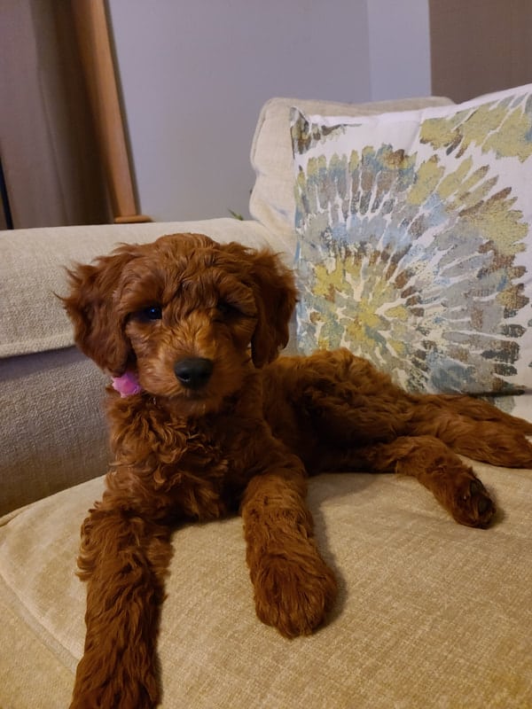Brown goldendoodle puppy on top of a couch