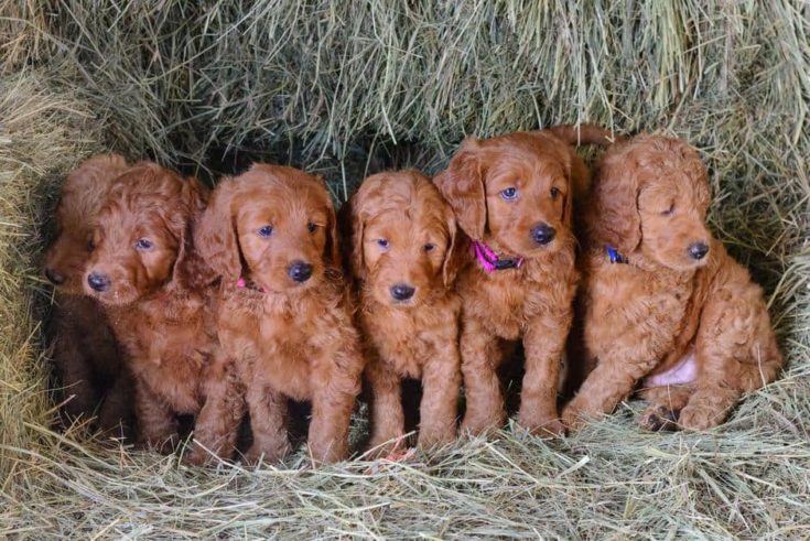 red goldendoodle puppies