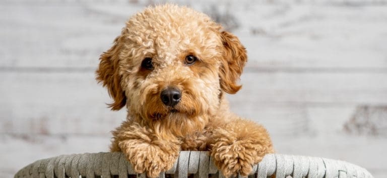 mini goldendoodle puppy looking at the camera