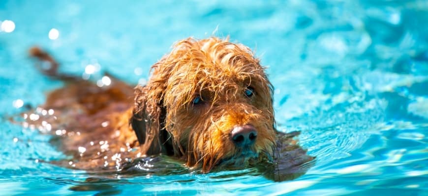 Can Goldendoodle Swim- Featured Image