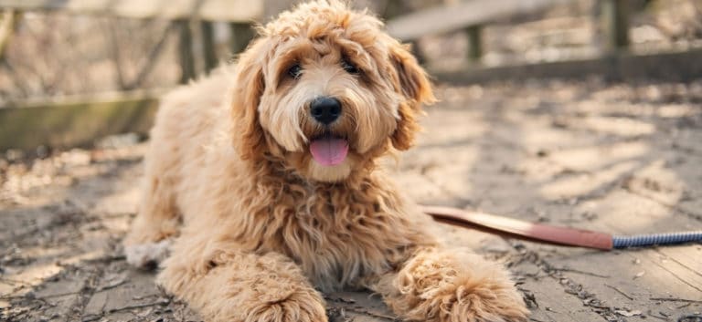 Golden Doodle Puppy - Featured Image