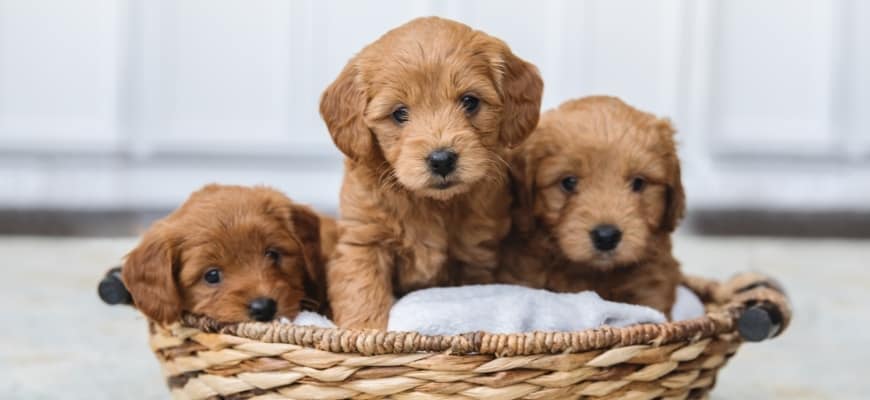 Adorable litter of Goldendoodle puppies in a basket