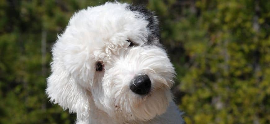close up picture of a white goldendoodle