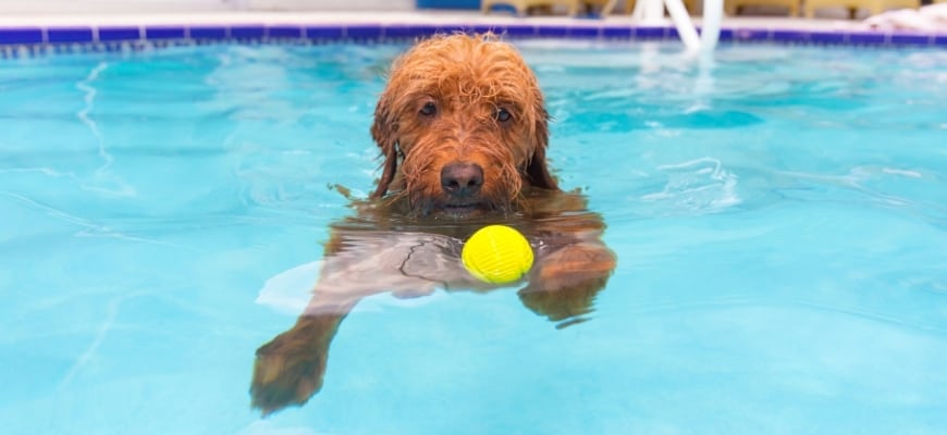 Goldendoodle in Pool