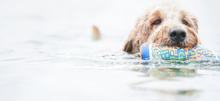 Goldendoodle with a chew toy while swimming