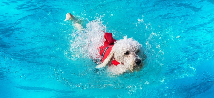 Poodle swimming