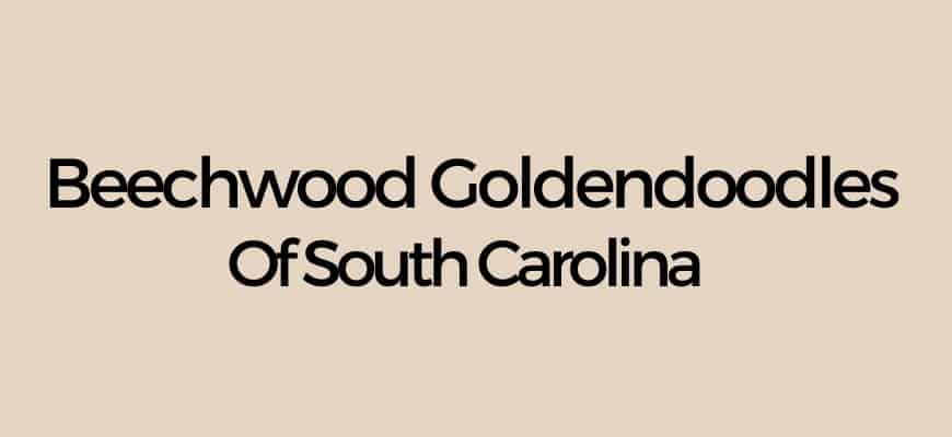Beechwood Goldendoodles Of South Carolina Logo