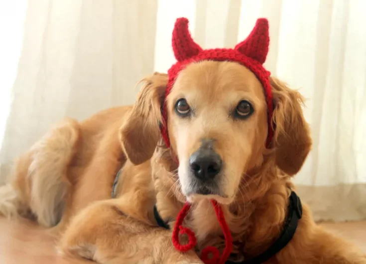 Devil Halloween Dog Costume
