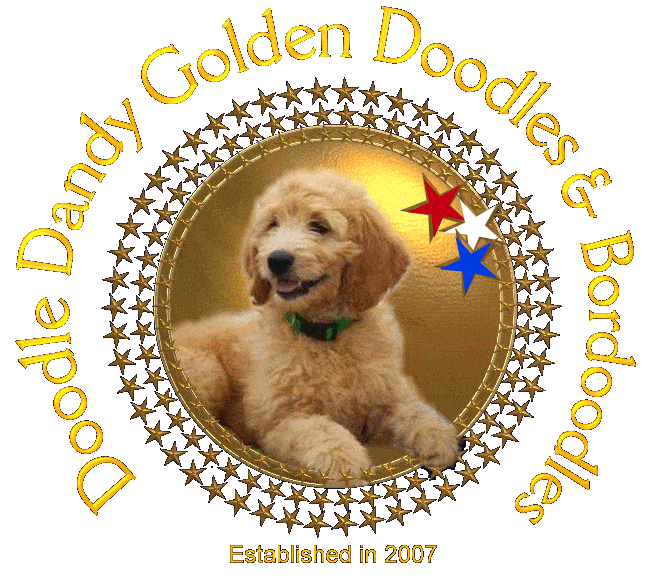 Doodle Dandy Goldendoodles