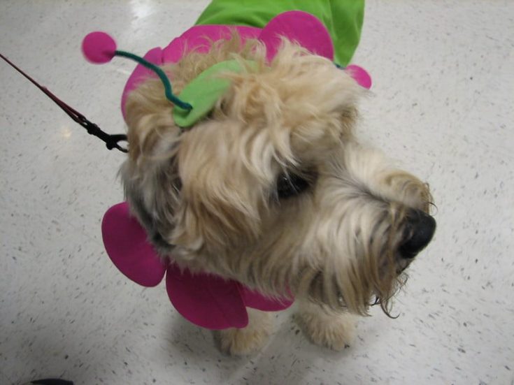 Flower dog costume