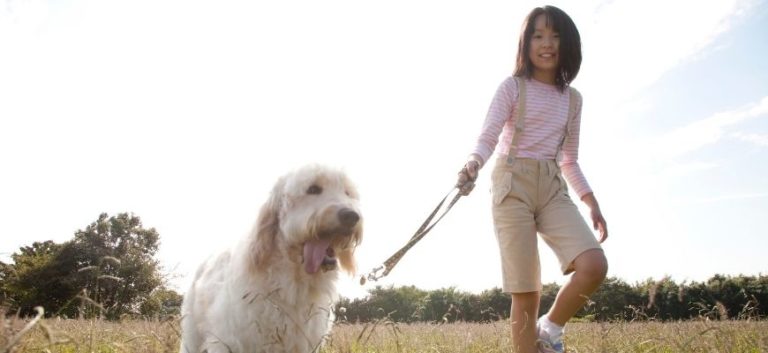 Goldendoodle with a young girl