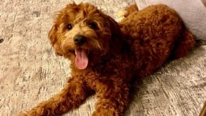Goldendoodle Pros And Cons – Are They Good Dogs?