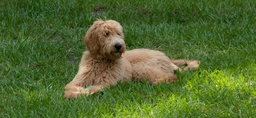 Goldendoodle Puppies In South Carolina