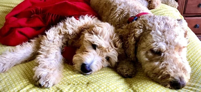 Two Goldendoodles lying on the bed with red blanket