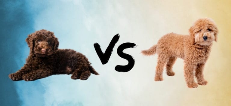Mini Labradoodle vs. Mini Goldendoodle