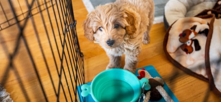 Miniature Golden Doodle Puppy and Potty Training