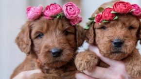 Goldendoodle Puppies In Wisconsin – Your Top 7 Breeders