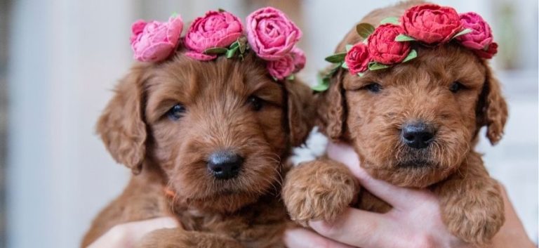 Sister goldendoodle puppies wearing flower crowns
