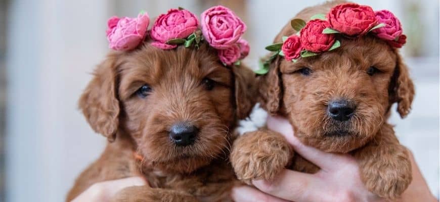 Sister goldendoodle puppies wearing flower crowns