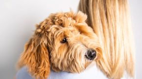 13 Common Goldendoodle Health Issues, Treatment And Prevention
