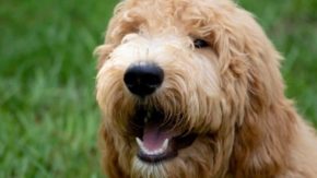 Goldendoodle Puppies In Connecticut – Your Top 5 Breeders