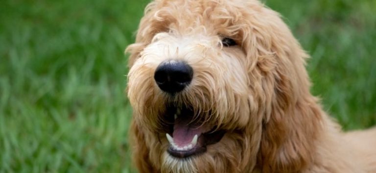 Goldendoodle close up smiling