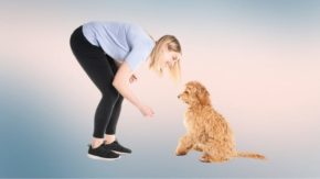 Are Goldendoodles Easy to Train? Useful Training Tips