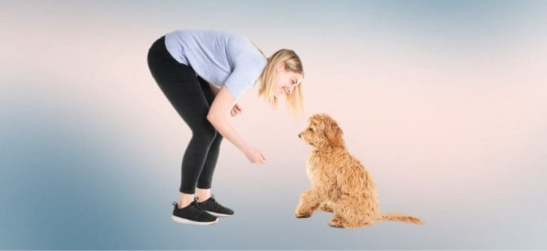 Trainer woman with his Golden Labradoodle dog