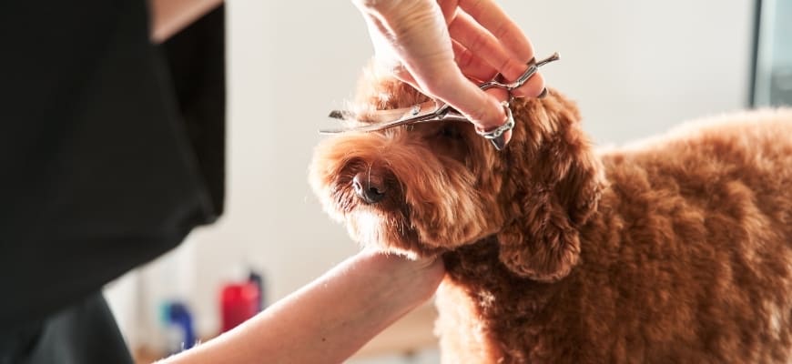Professional groomer handle with pets