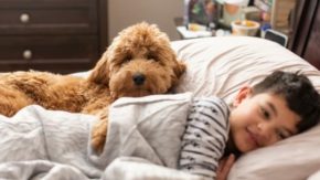 Are Goldendoodles Good Dogs For Your Kids And Family?