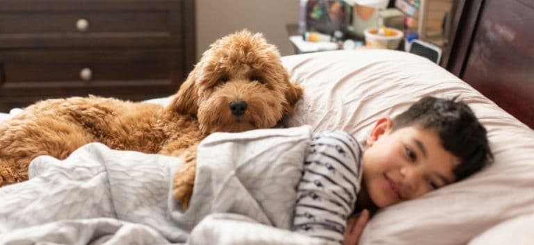 Child and Goldendoodle in Bed Playing