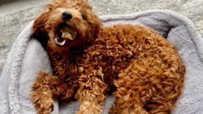 Goldendoodle Matted Fur: Guide To Detangling And Prevention