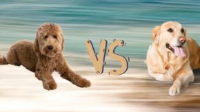 Goldendoodle Vs. Golden Retriever: Differences And Similarities
