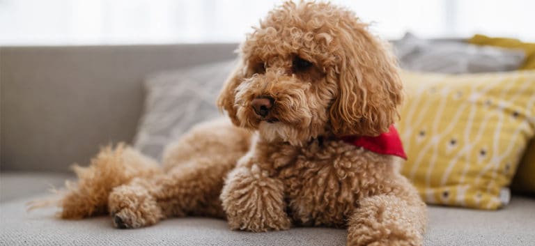 Goldendoodle brown puppy at home
