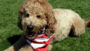 English Goldendoodle vs American Goldendoodle – Know The Difference