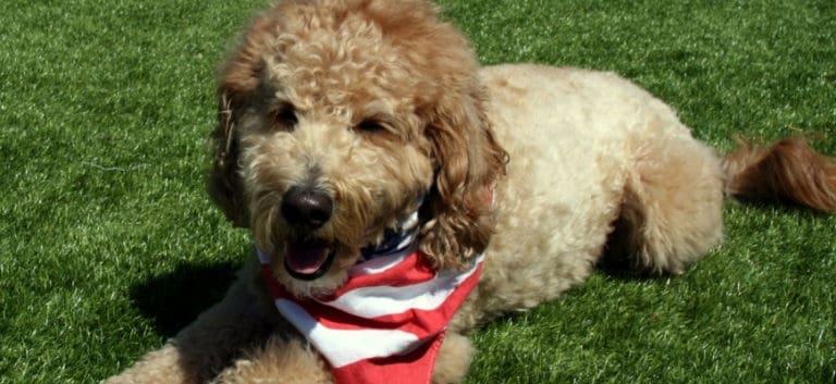 Happy Goldendoodle Dog With American Flag Bandana