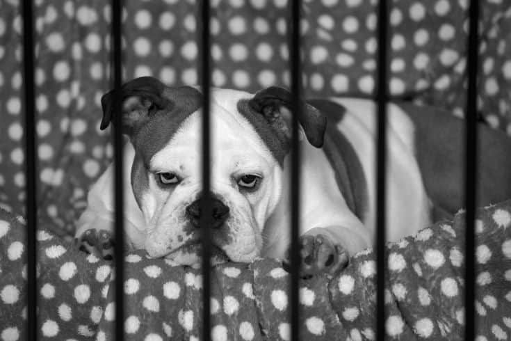 Sad dog behind the bars of her crate