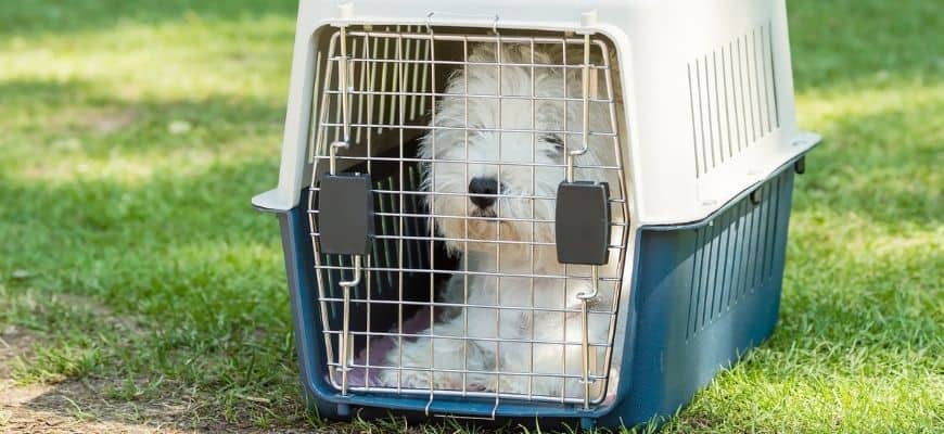 Small Dog in a crate